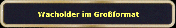 Wacholder im Groformat